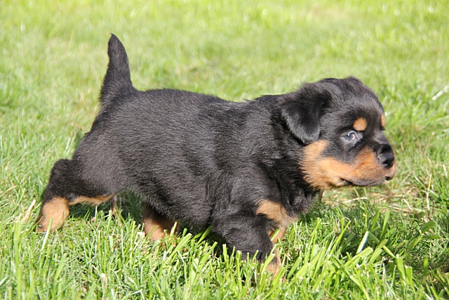 Macar Rottweiler Yavruları