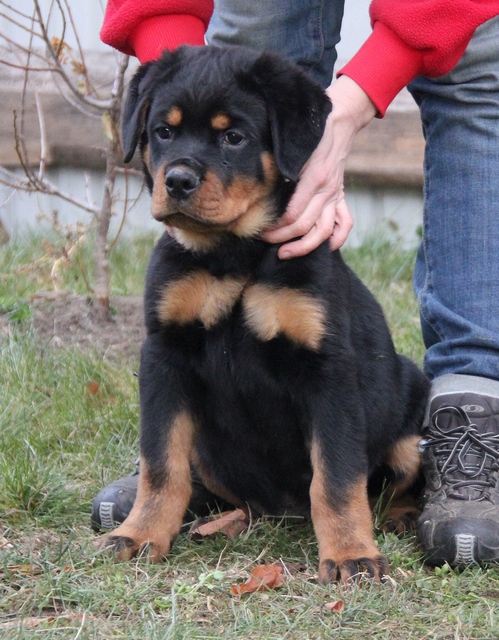 Koca Kafa Rottweiler Yavruları