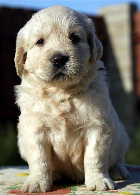 küt burun golden retriever