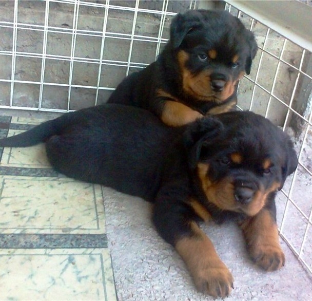 satılık yavru rottweiller