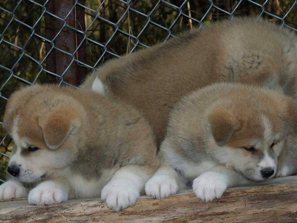 Safkan Akita İnu Yavuları