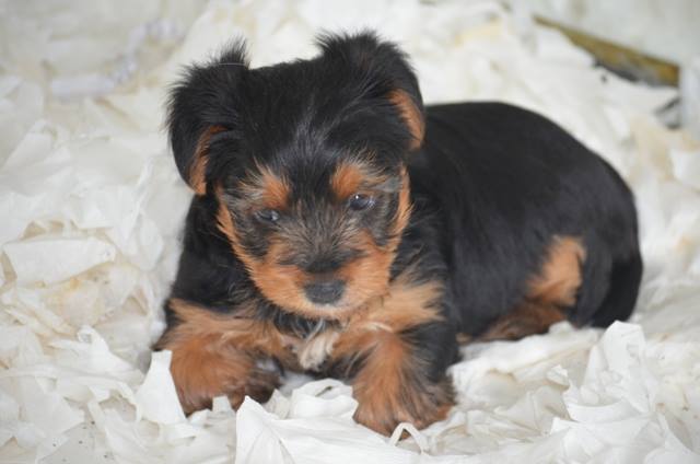 yavru yorkshire terrier