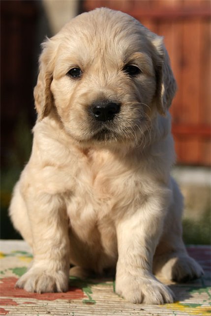 küt burun golden retriever