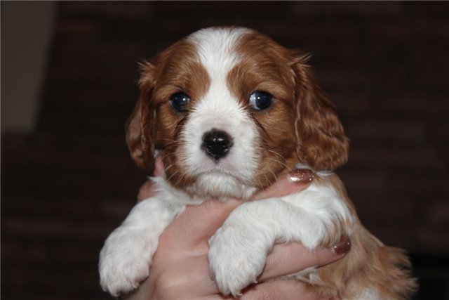 cavalier king charles