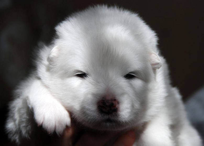 Safkan Samoyed Yavruları