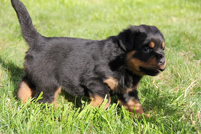 Macar Rottweiler Yavruları