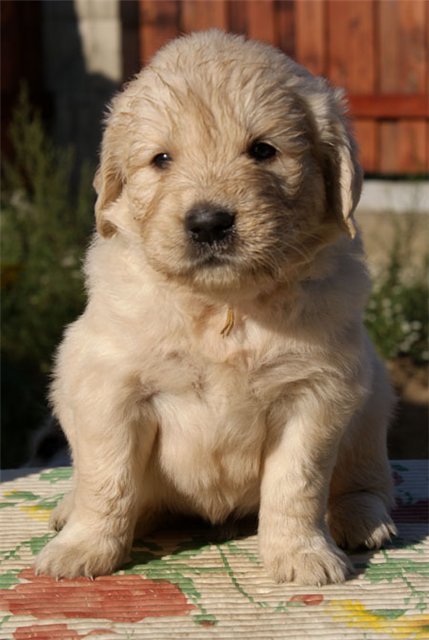 küt burun golden retriever