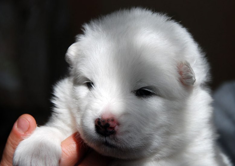 Safkan Samoyed Yavruları