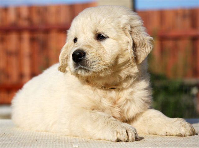 küt burun golden retriever