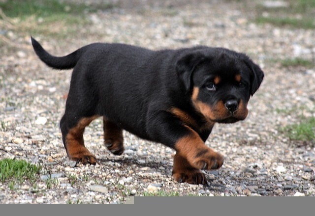 koca kafa rottweiller