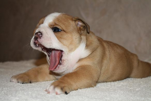 İngiliz Bulldog