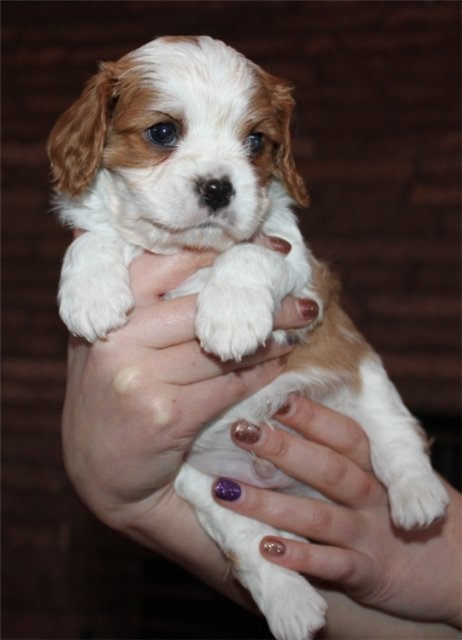 cavalier king charles