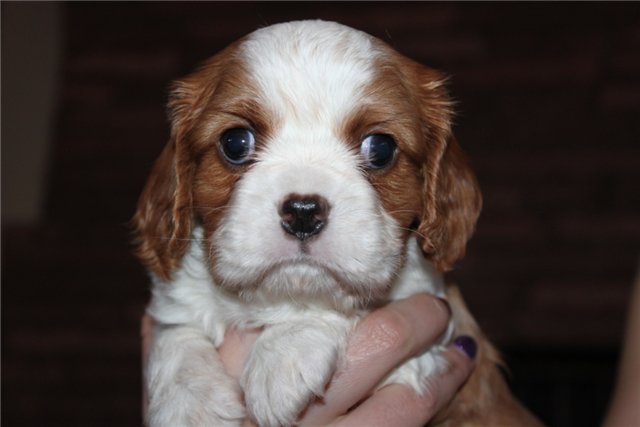 cavalier king charles