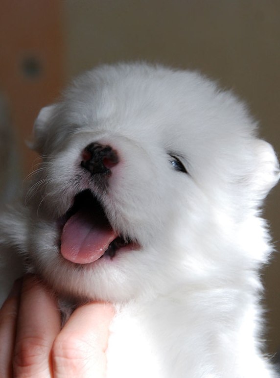 Safkan Samoyed Yavruları