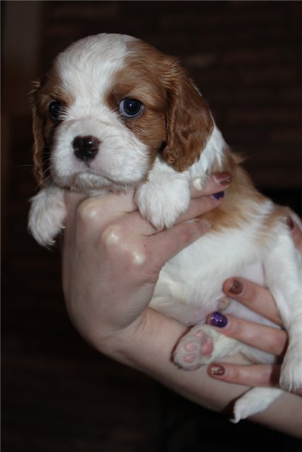 cavalier king charles