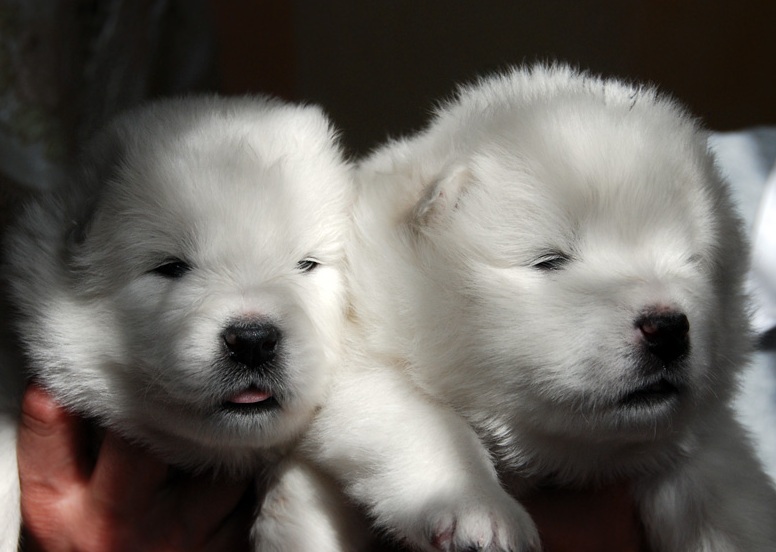 Safkan Samoyed Yavruları