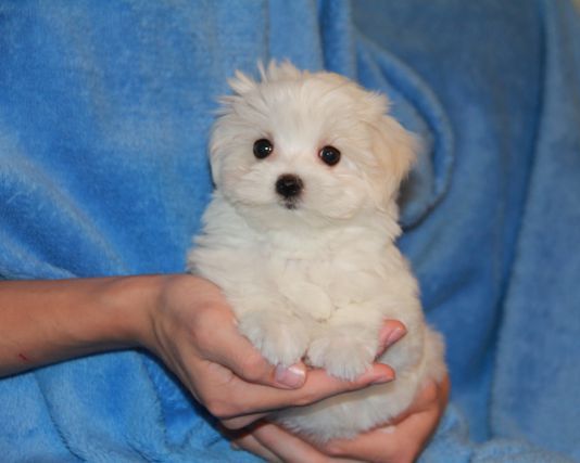 Safkan Maltese Terrier Yavruları