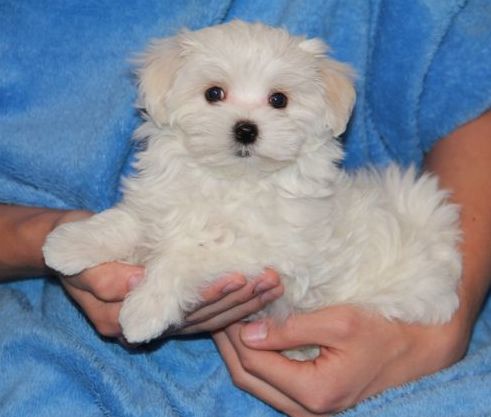 Safkan Maltese Terrier Yavruları