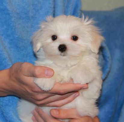 Safkan Maltese Terrier Yavruları