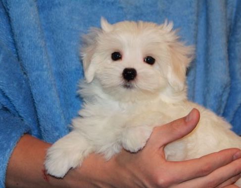 Safkan Maltese Terrier Yavruları