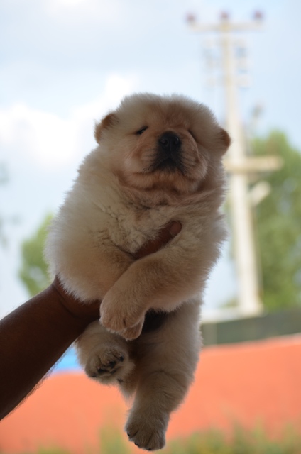 chowchow