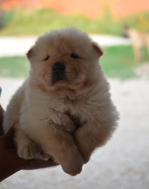 chowchow