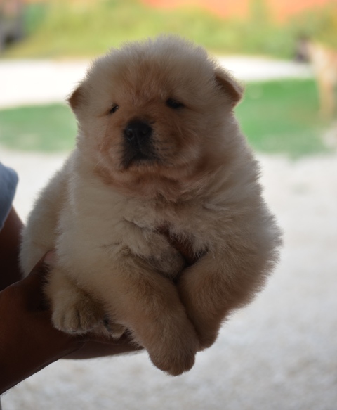 chowchow