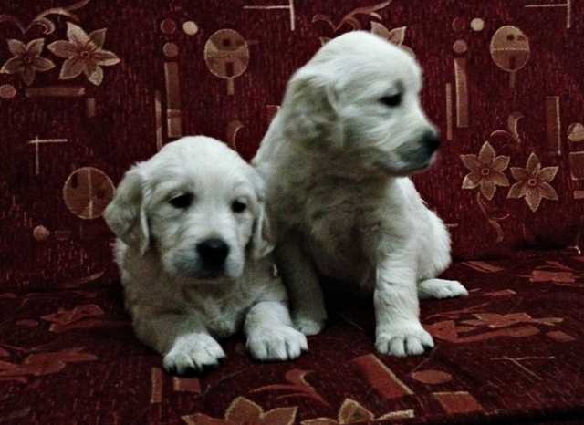 yavru Golden Retriever