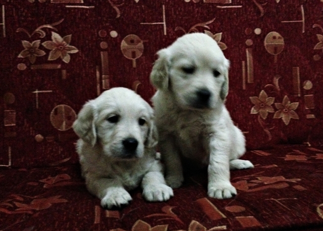 yavru Golden Retriever