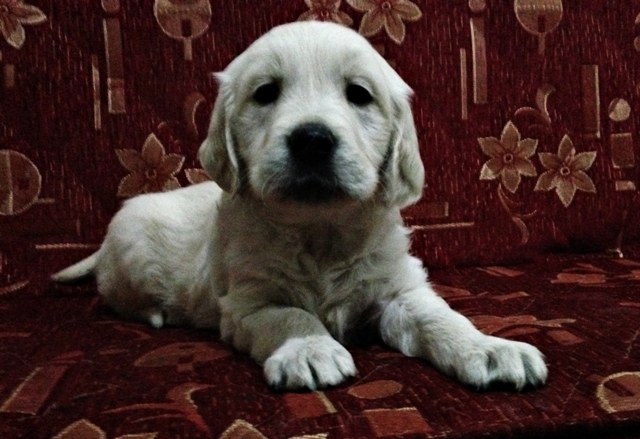 yavru Golden Retriever