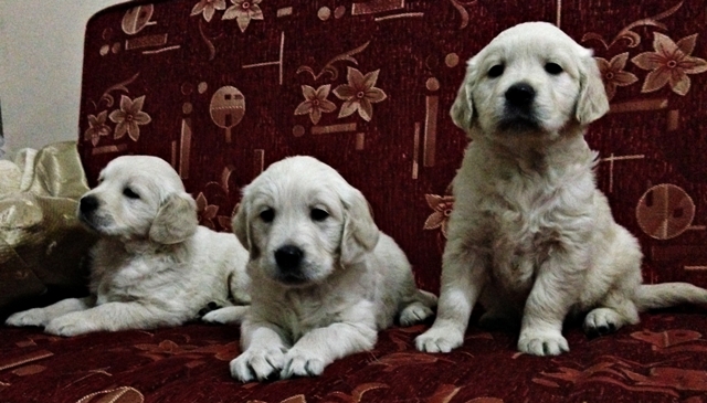 yavru Golden Retriever