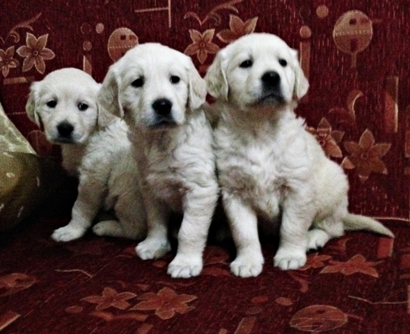 yavru Golden Retriever