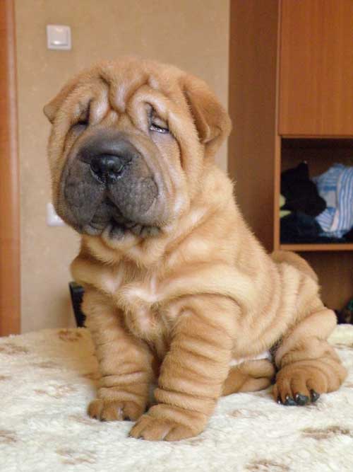 safkan sharpei yavruları