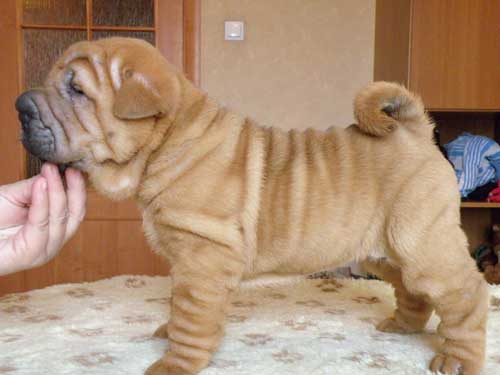 safkan sharpei yavruları