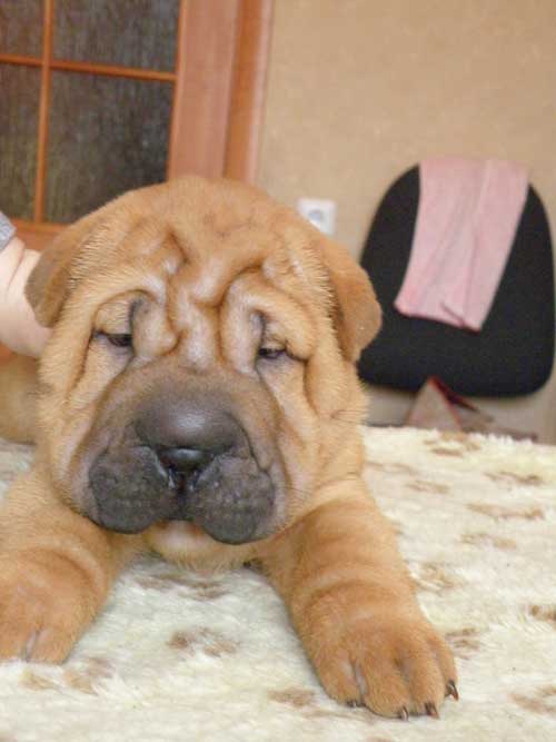 safkan sharpei yavruları