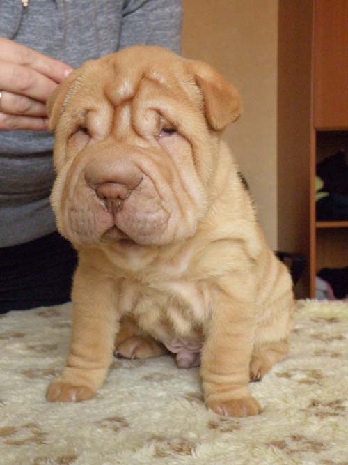 safkan sharpei yavruları