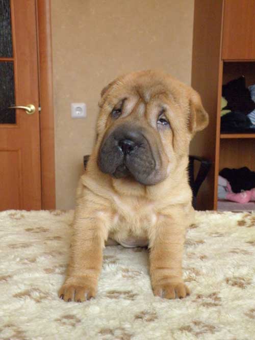 safkan sharpei yavruları