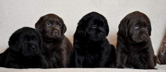 chocolate labrador