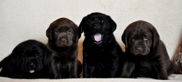 chocolate labrador