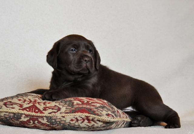 chocolate labrador