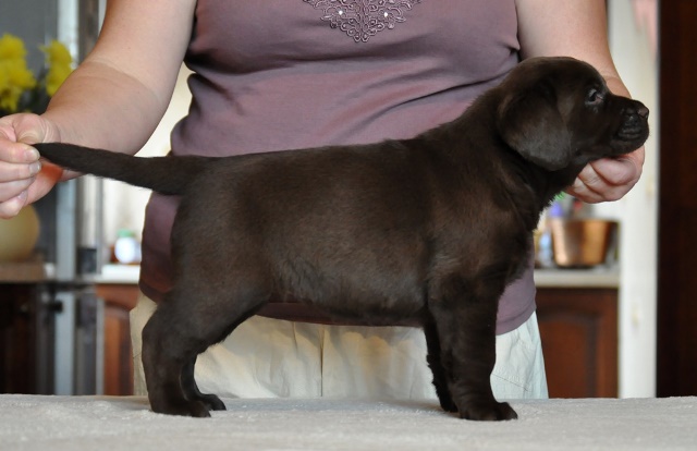 chocolate labrador