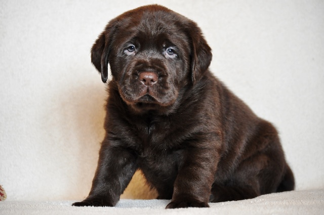 chocolate labrador