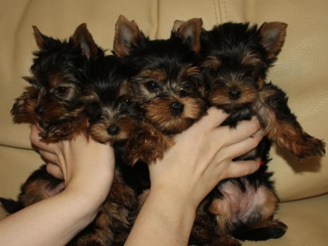 safkan yorkshire terrier