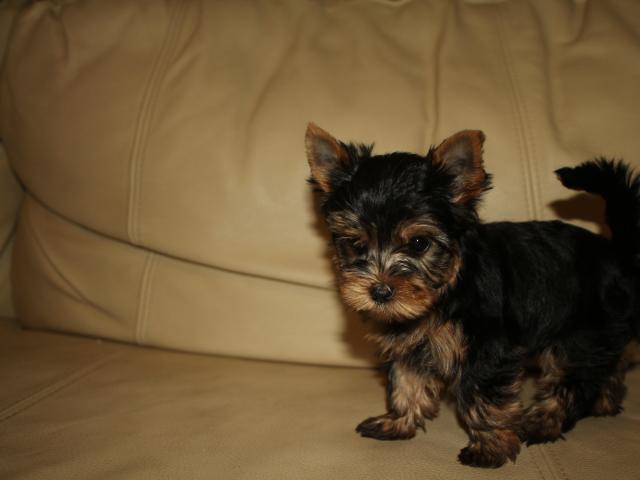 safkan yorkshire terrier