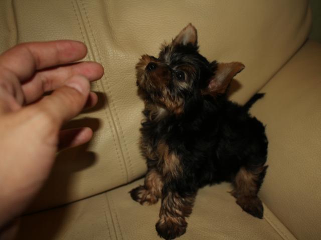 safkan yorkshire terrier