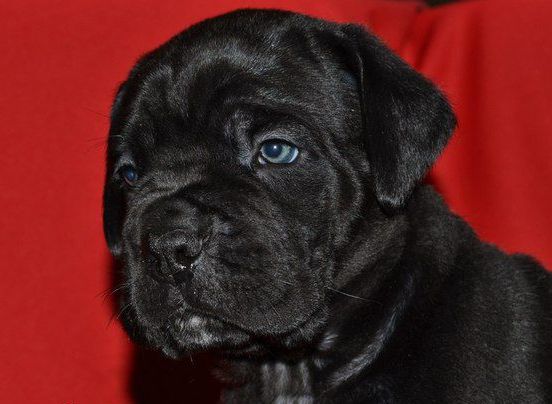 yavru cane corso