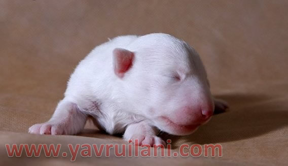 Safkan Bull Terrier