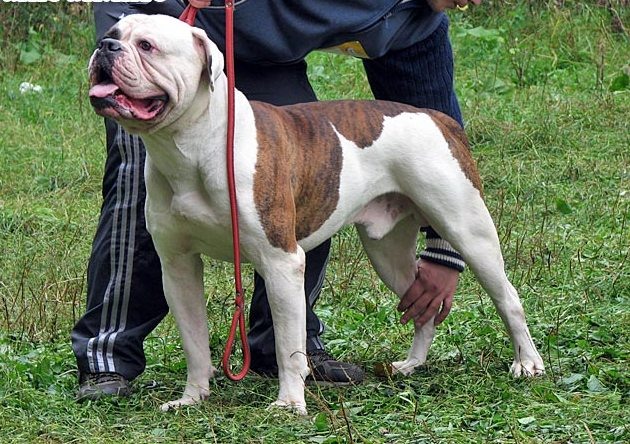 Amerikan Bulldog Özellikleri