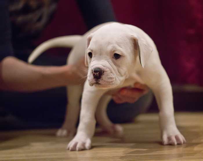 amerikan bulldog