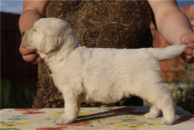 golden retriever